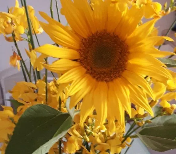 Il Girasole Del Lago