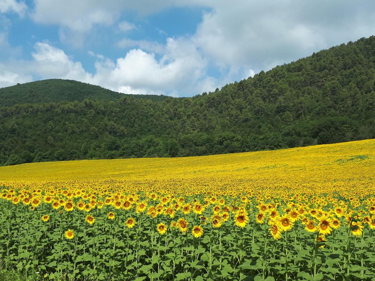 Il Girasole Del