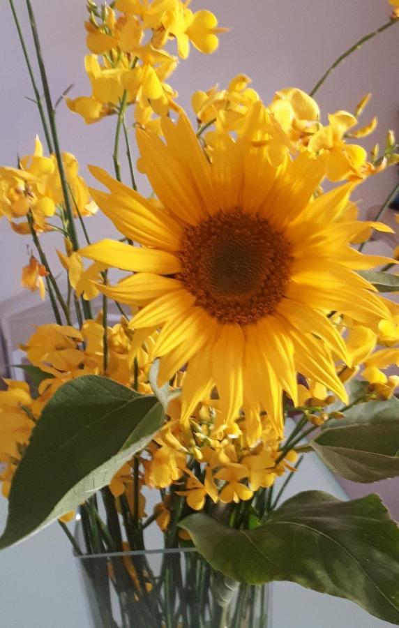Il Girasole Del Piediluco